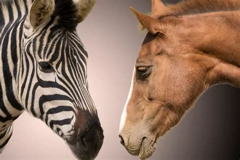 what is the difference between a zebra and a horse Archives - Best ...