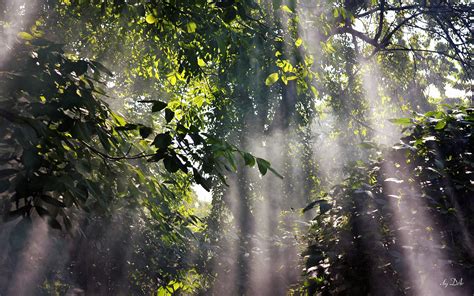 awesome Foggy rainforest | Forest wallpaper, Foggy forest, Rain wallpapers