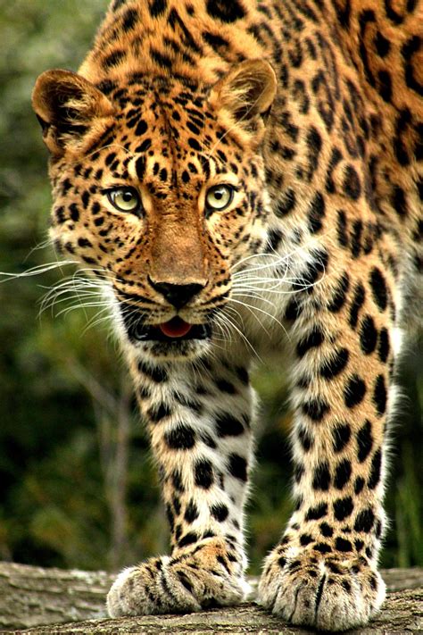 🔥 The Amur Leopard is the most endangered animal in the world. # ...