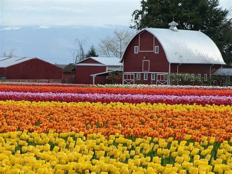 Wa Tulip Festival 2024 - Julee Genovera