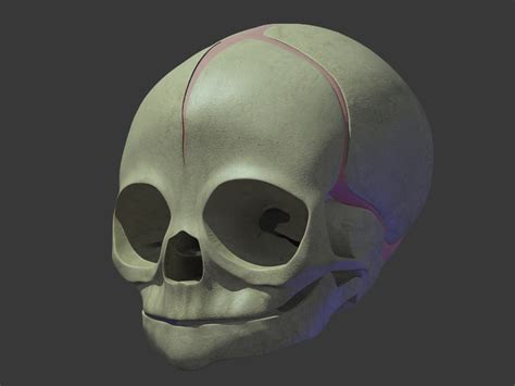 3d anatomical baby skull model