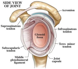 Glenoid Labrum Anatomy | Shoulder Joint Anatomy | Shoulder Specialist ...