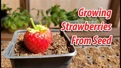 How To Grow Strawberry Plants