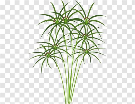 Papyrus Plant Drawing - Ajor Png