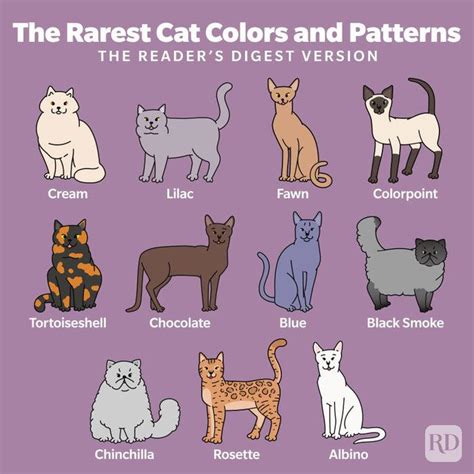 These Are the 11 Rarest Cat Colors and Patterns