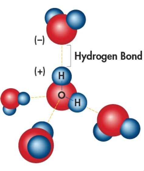 Download Hydrogen Bonding Is The Effect Of Water Molecules Attracted ...