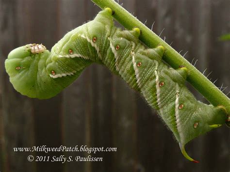 The Milkweed Patch: Carolina Sphinx Moth Caterpillar