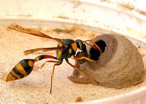 Yellow Potter Wasp. female building nest, body length 22mm | Insects ...