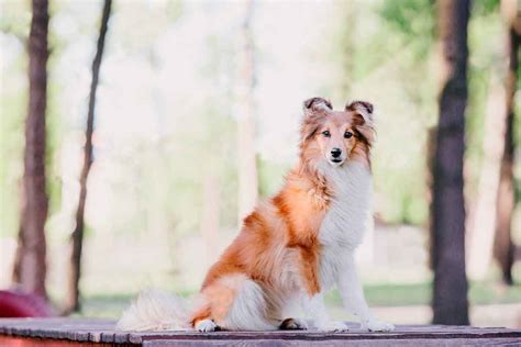 30+ Sheltie Rescues To Adopt A Shetland Sheepdog! {Updated 2022}