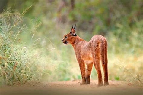 17 Caracal Cat Facts – Are Caracals Dangerous to Humans & More