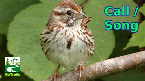 Song sparrow singing / call sounds | Bird - YouTube