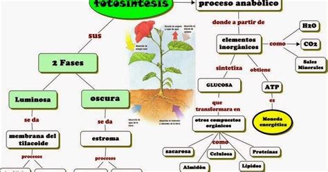 Fotosíntesis Esencialmente toda la energía libre utilizada por los ...