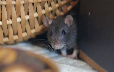 How To Get Rid Of Rats In Your Home Fast: A Complete Guide [2022] (2023)