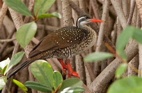 Birds of Maasai Mara | Maasai Mara National Reserve | Kenya Safaris