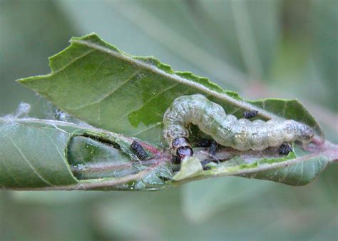 Leafroller Caterpillars - Family TORTRICIDAE