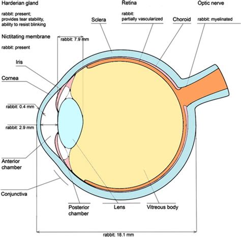 Nursing considerations for the ophthalmic rabbit patient - BVNABritish ...