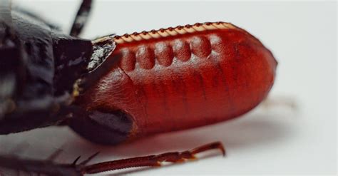 What Cockroach Larvae Look Like - AZ Animals