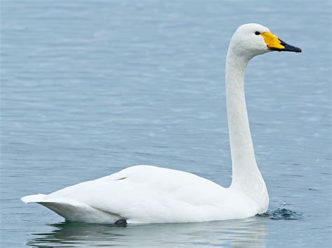 Whooper Swan - Profile | Traits | Facts | Range | Diet | Breeding ...