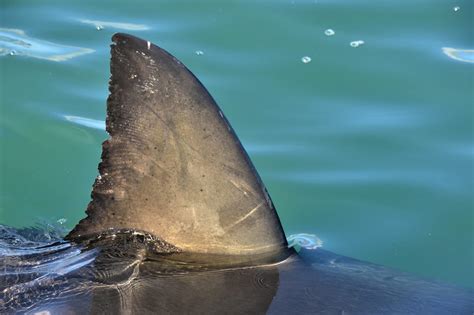 Shark Fin Above Water. Close Up. Dorsal Fin Of Great White Shark ...