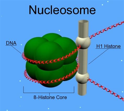 Histone Octamer Structure