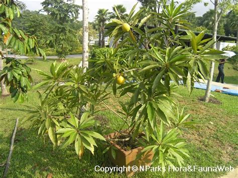 NParks | Pouteria campechiana