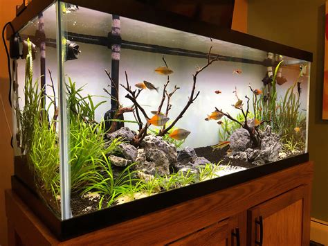 75 Gallon Fresh Water with Eastern Painted + Community Fish Tank : r ...