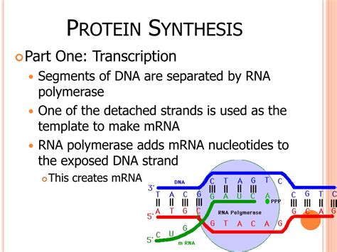 PPT - Protein Synthesis PowerPoint Presentation, free download - ID:2417196