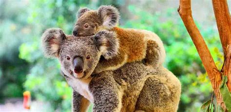 Koala Names - 100's of Cute Ideas