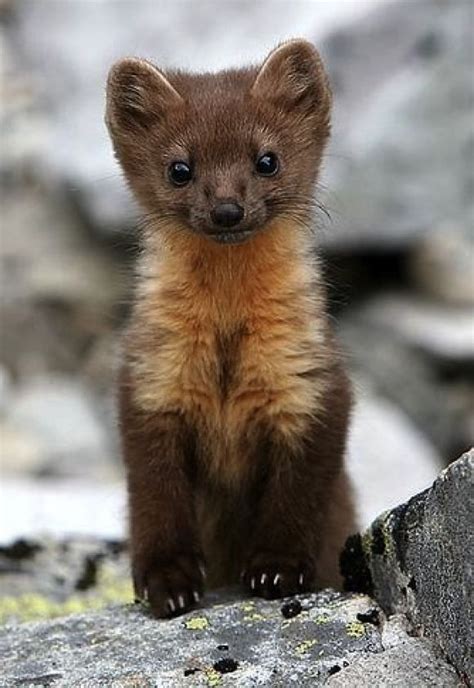 Baby weasel! | Cute baby animals, Scottish animals, Baby animals