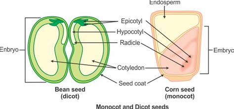 [DIAGRAM] Flowers Monocot Dicot Diagram - MYDIAGRAM.ONLINE