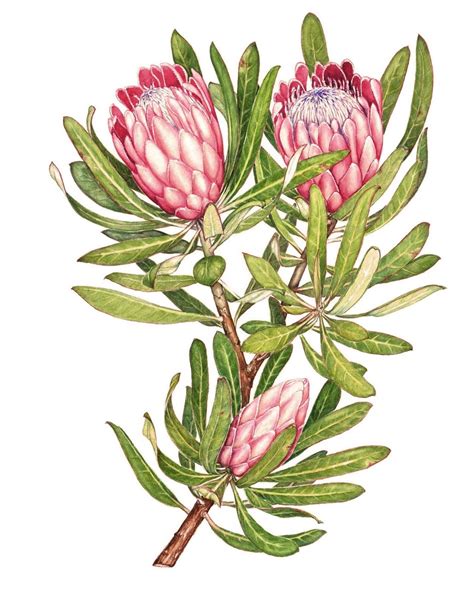 Proteas by Heidi Siebrits Kriel | Botanical art, Protea art