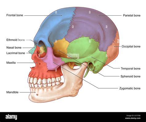 An illustration of the human skull from a lateral view. The bones of ...