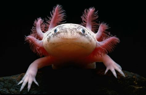 Axolotl - Pictures, Diet, Breeding, Life Cycle, Facts, Habitat ...