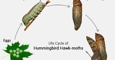 Borrego Valley Hawkwatch: March 7-11, 2016-The Hawks Are Feeding in ...