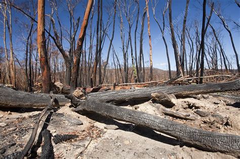 Forest destroyed by bush fires - Stock Image - C026/1369 - Science ...