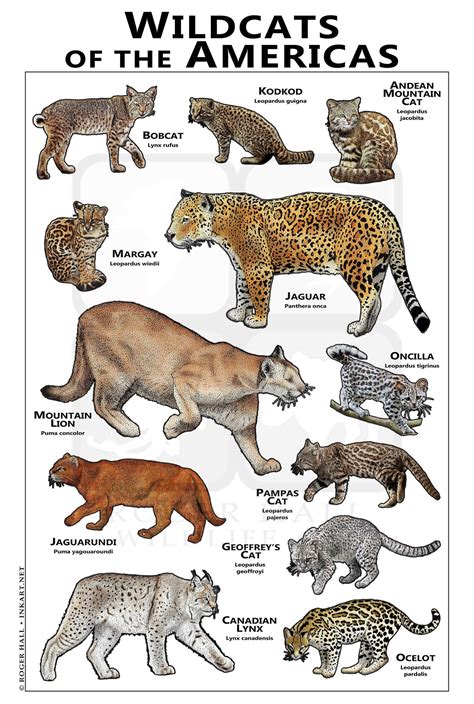 Different Big Cats Species