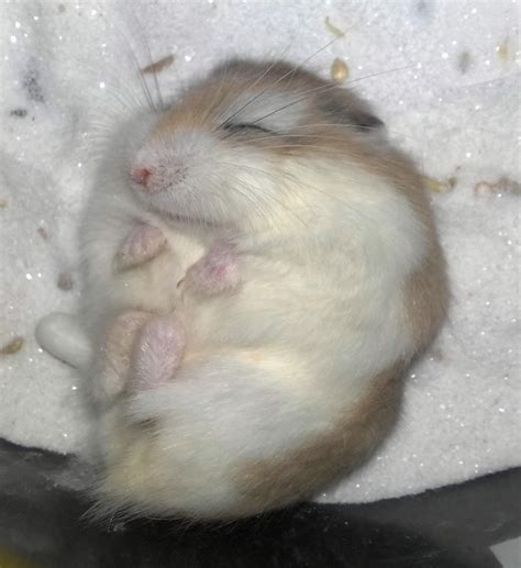 103 best Hamsters images on Pinterest | Rodents, Animal pictures and Gerbil