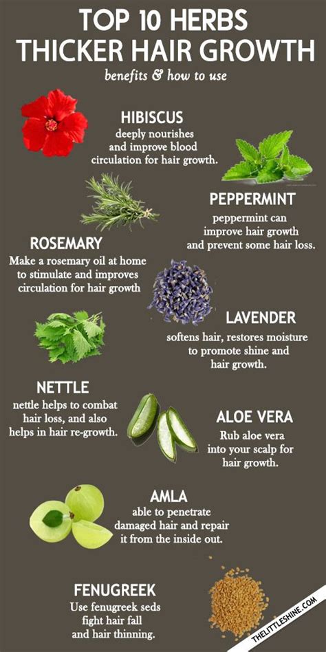 Top 10 Amazing Herbs For Faster and thicker Hair Growth - The Little ...