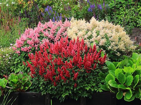 Rabbit and Deer Resistant Perennials