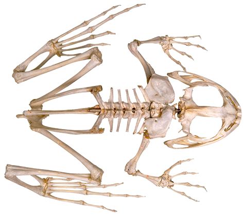 Frog Skeleton | Inside of a Frog | DK Find Out