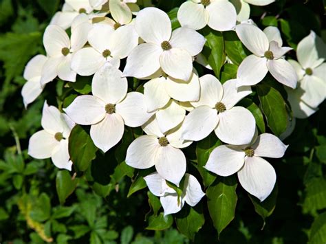 Planting Dogwood Kousa Tree - How To Take Care Of Kousa Dogwoods