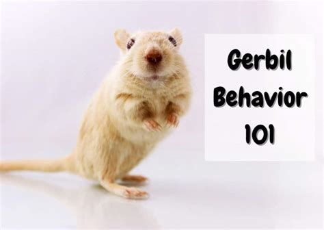 Gerbil Behavior 101 - What is Your Gerbil Expressing? - The Pet Savvy