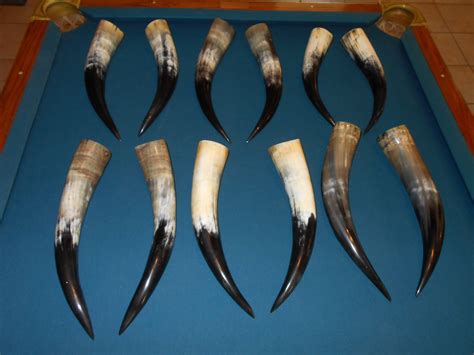 Polished Cow Horns for sale | Only 2 left at -60%