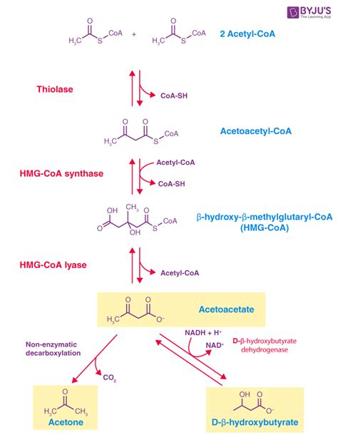 Ketone Body Synthesis