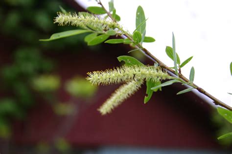 Black Willow, a Top 100 Common Tree in North America