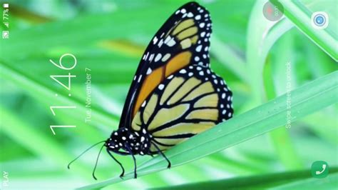 Butterfly Live Wallpaper - Monarch Butterfly (#62464) - HD Wallpaper ...