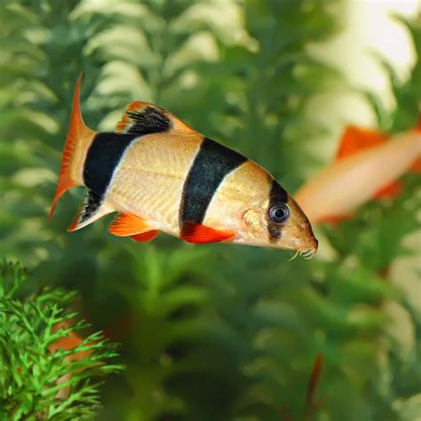 Clown Loach - The Care, Feeding and Breeding of Clown Loach Fish ...