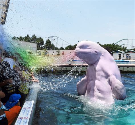 pink beluga whale | Beluga whale, Beluga, Sea world