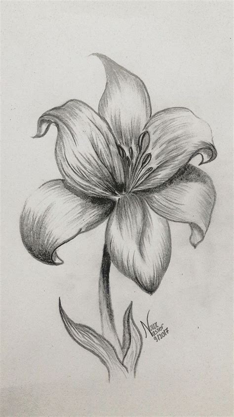 a pencil drawing of a flower on paper