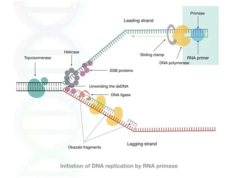 Comparison Between DNA Primer And RNA Primer: